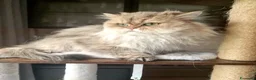 British gatti in vendita: British Longhair maschio 3 anni - Annuncio 1