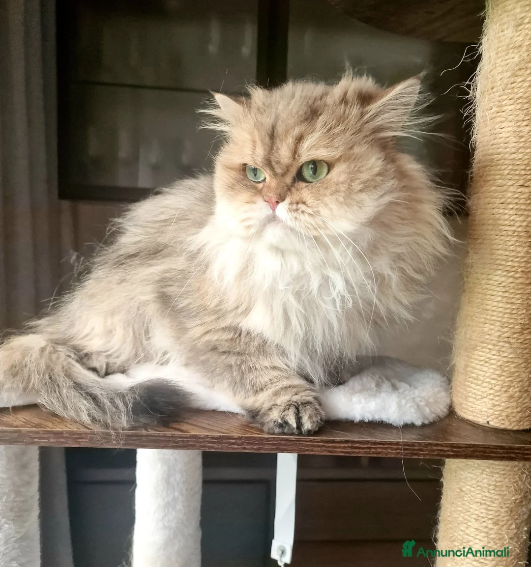 British gatti in vendita: British Longhair maschio 3 anni - Annuncio 1