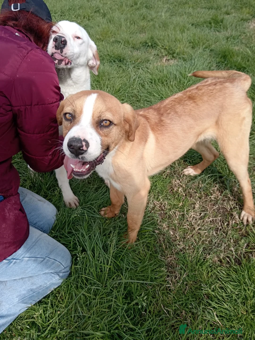 Meticcio cani in regalo: Help per Kazuz e Karl stanno crescendo in canile a Provincia di Latina - Annuncio 3