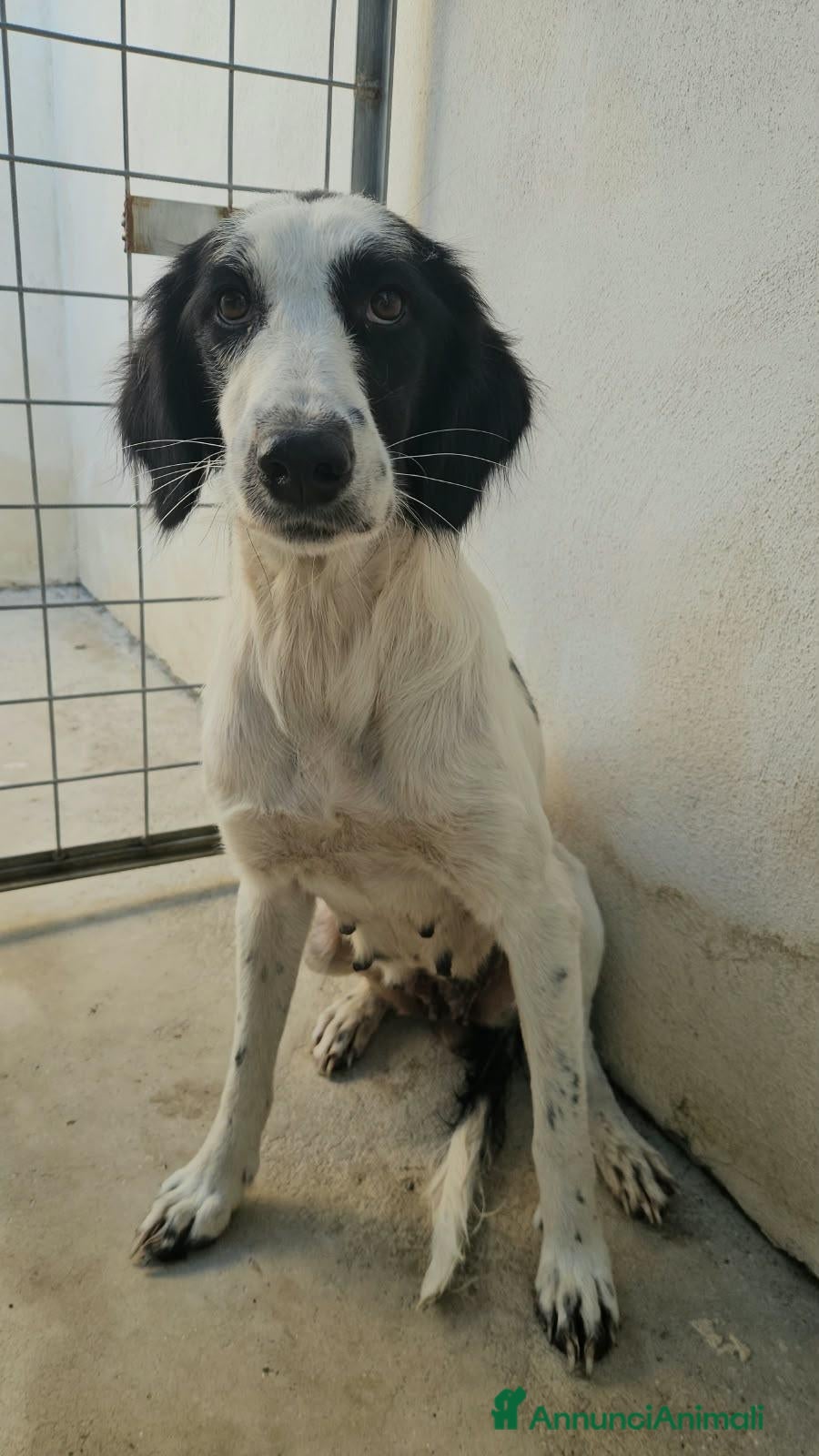 Meticcio cani Guendalina: 2 anni, taglia contenuta, socievole  - Annuncio 14