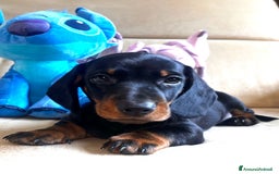 Bassotto cani in vendita: Bassotto Tedesco Nano a Città metropolitana di Roma Capitale - Immagine 4