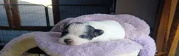 Chihuahua cani in vendita: Cuccioli di chihuahua toy  - Annuncio 3
