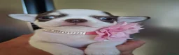 Chihuahua cani in vendita: Femmina chihuahua  - Annuncio 3