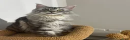 Maine Coon gatti in vendita: Cucciola Maine Coon  - Annuncio 5
