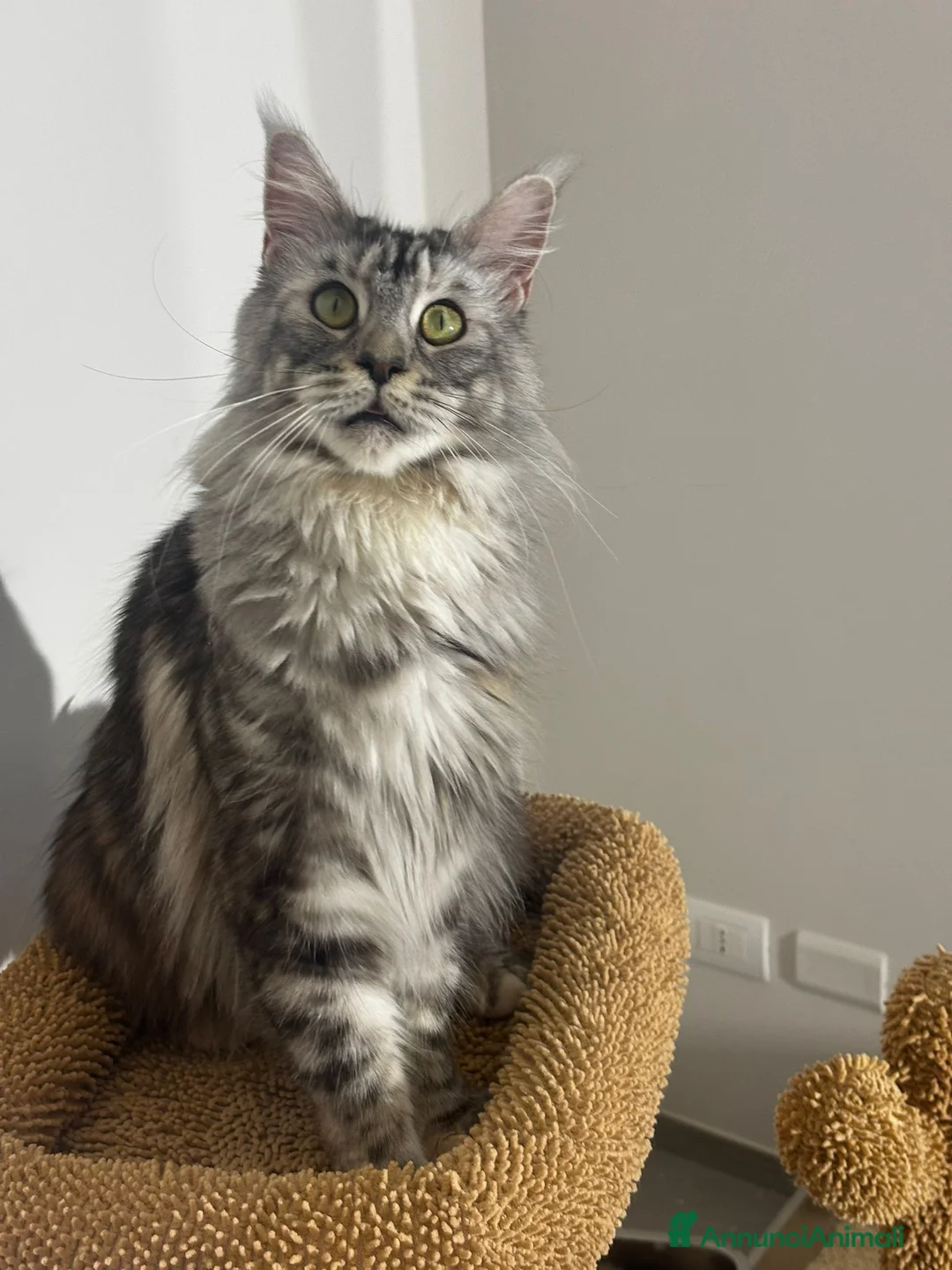 Maine Coon gatti in vendita: Cucciola Maine Coon  - Annuncio 5