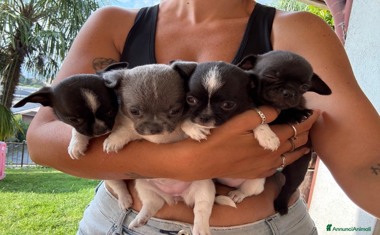 Chihuahua cani a Provincia di Como - Annuncio 19
