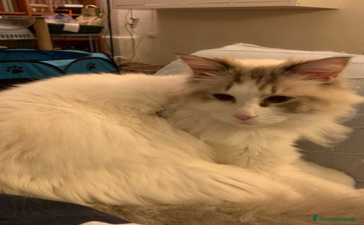 Ragdoll gatti a Provincia di Forlì-Cesena - Annuncio 1