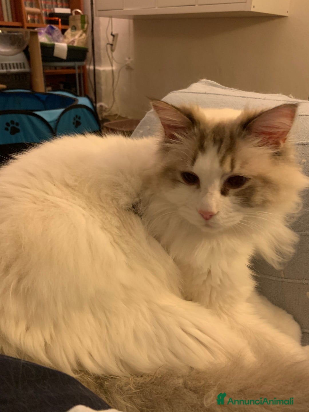 Ragdoll gatti in vendita: maschio ragdoll adulto  a Provincia di Forlì-Cesena - Immagine 1