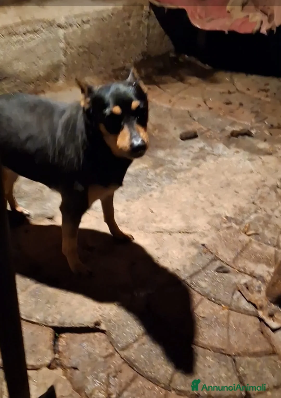 Pinscher Miniatura cani in regalo: Regalo cagnolina pincher  - Annuncio 2