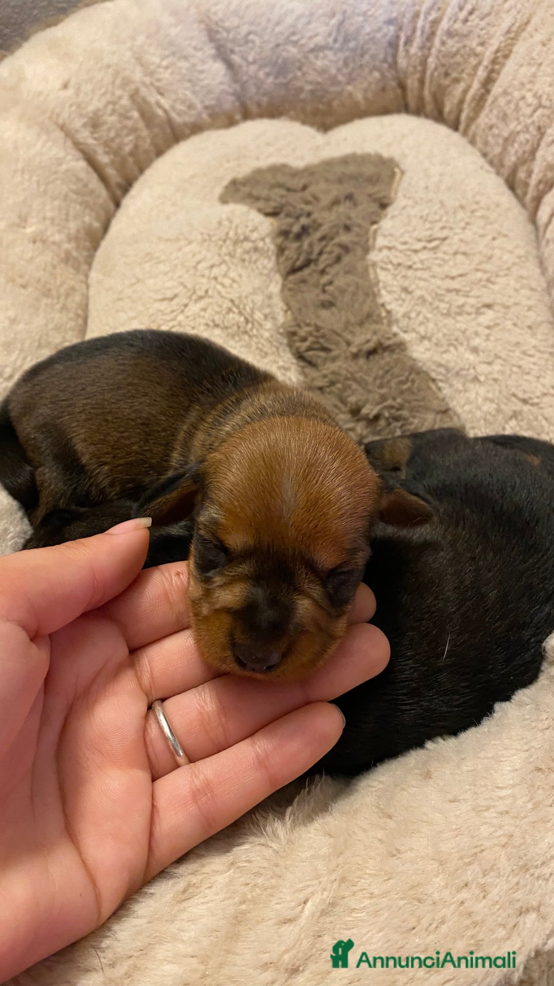 Bassotto cani in vendita: Cuccioli di bassotto a pelo duro - Annuncio 5