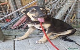 Meticcio cani in regalo: LUCKY adorabile cucciolotto - tg media a Provincia di Reggio Emilia - Immagine 2