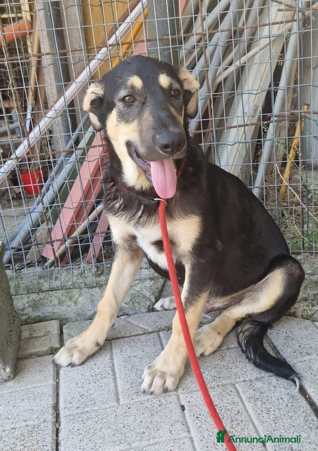 Meticcio cani in regalo: LUCKY adorabile cucciolotto - tg media a Provincia di Reggio Emilia - Immagine 2