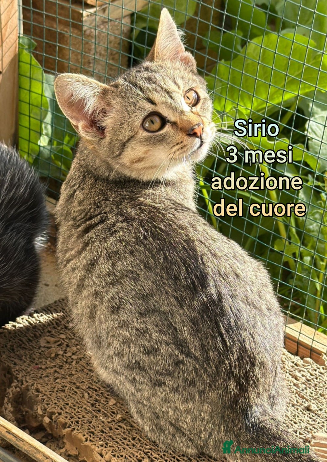 Altre razze gatti in regalo: TANTI MICINI SOLI  - Annuncio 7