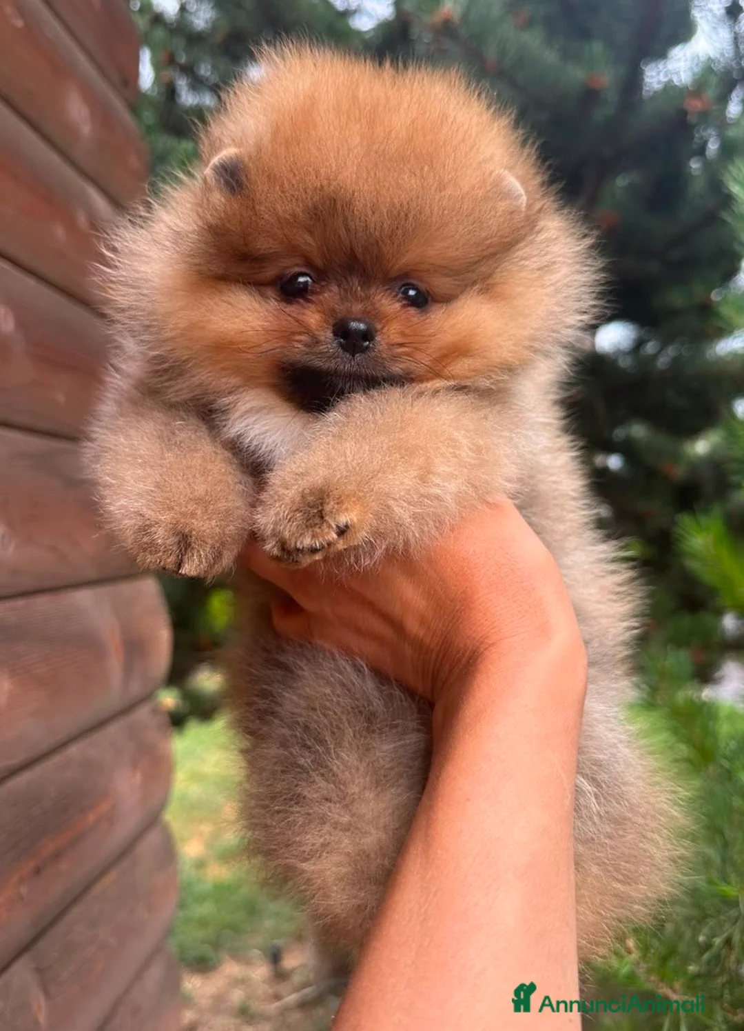 Spitz cani in vendita: Pomerania Spitz nano  - Annuncio 8