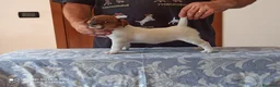 Jack Russell cani in vendita: Cucciolata jack Russell terrier con pedigree  - Annuncio 17