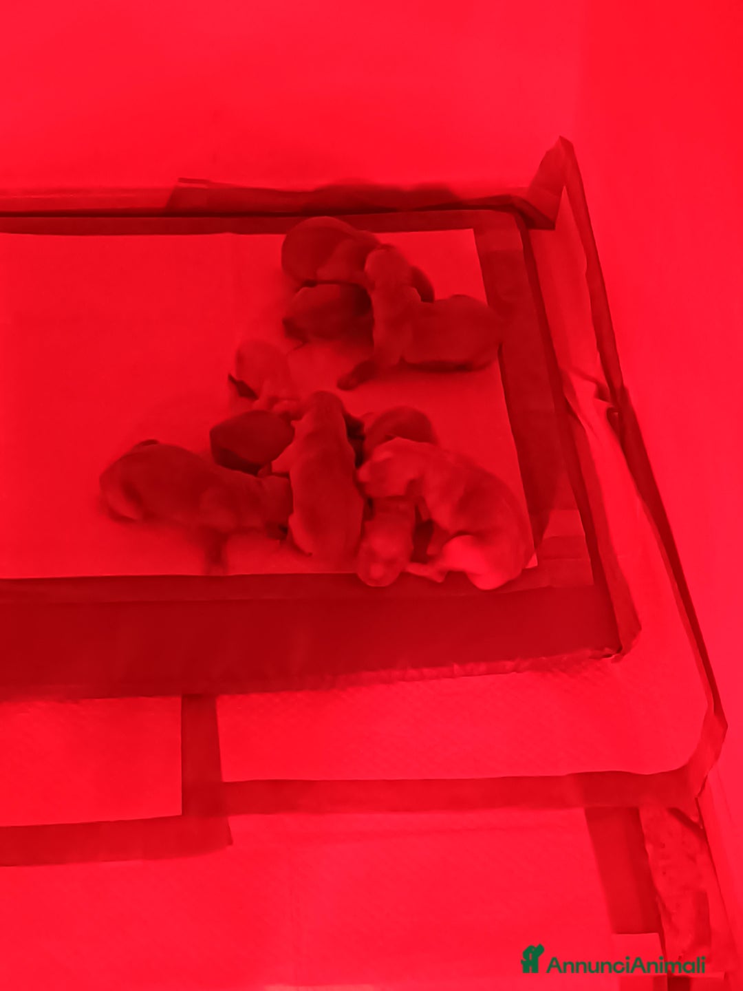 Golden Retriever cani in vendita: Golden retriever  - Annuncio 6