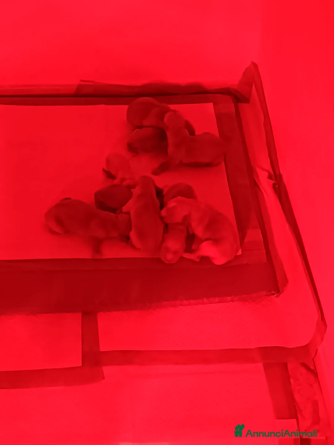 Golden Retriever cani in vendita: Golden retriever  - Annuncio 6