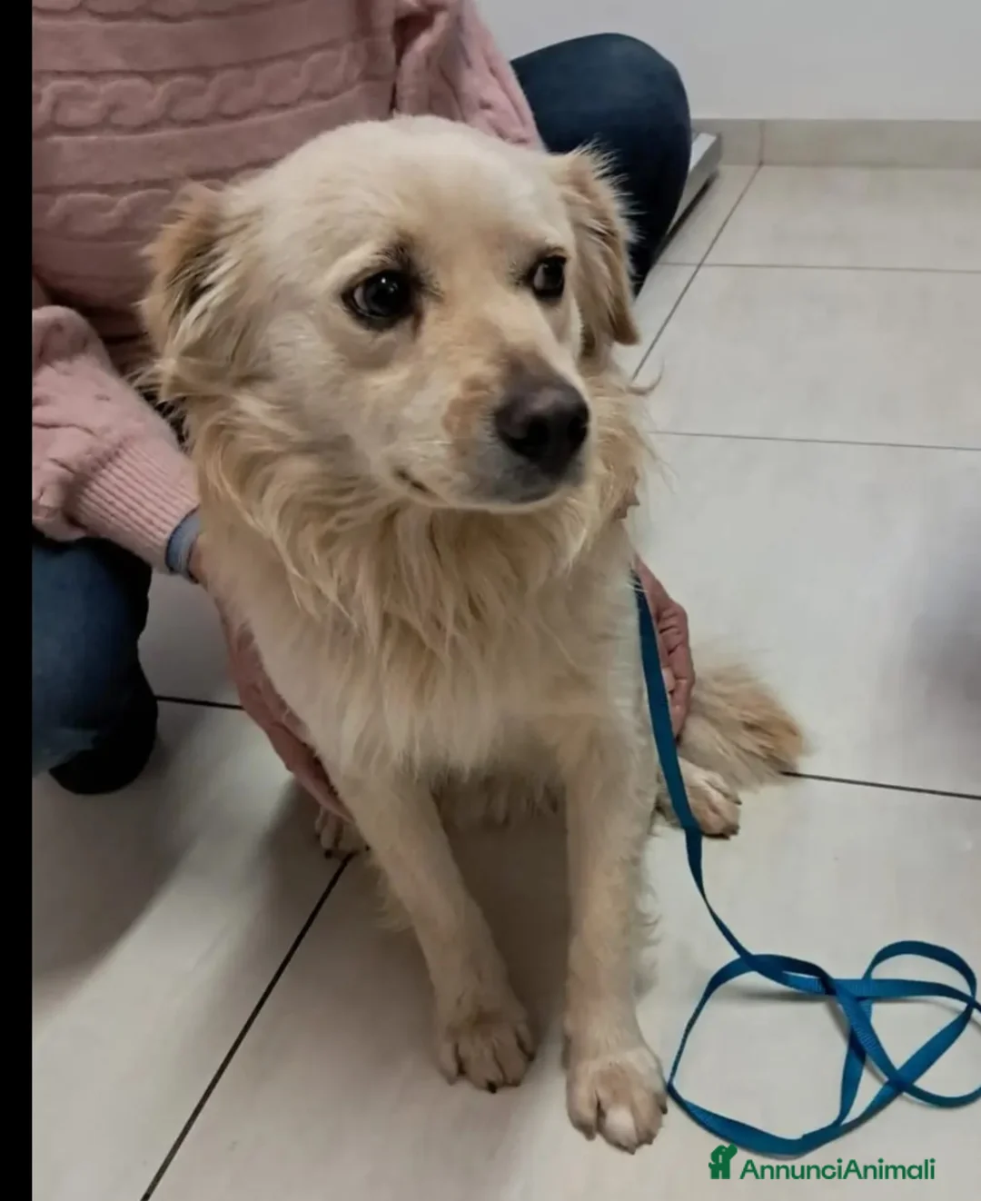 Meticcio cani in vendita: Maschietto 2anni kg12 sbattuto fuori casa!CALABRIA - Annuncio 2