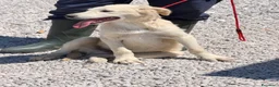 Meticcio cani in regalo: Dino cucciolo simil golden a Provincia di Treviso - Annuncio 3