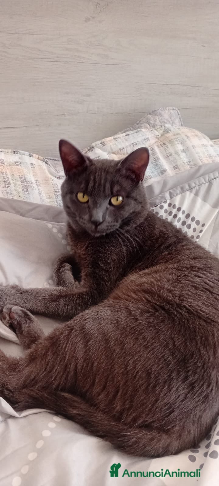 Meticcio gatti Dolce gatto Grigio cerca casa - Annuncio 1