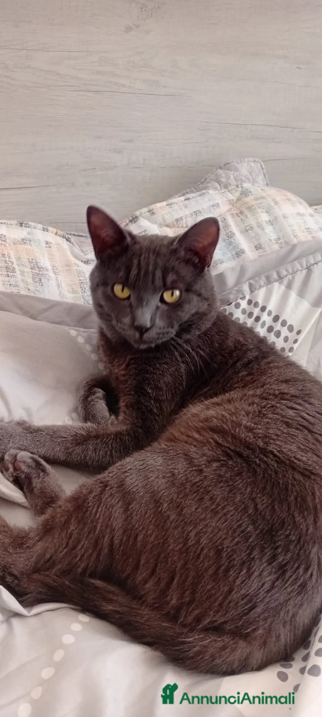 Meticcio gatti in regalo: Dolce gatto Grigio cerca casa - Annuncio 1