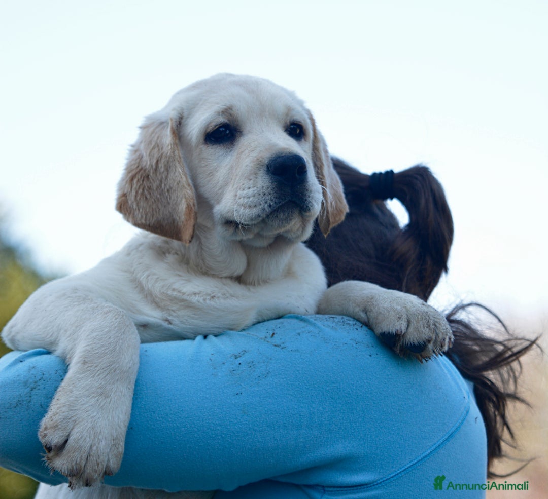Labrador cani in vendita: Femmina giovane di Labrador - Annuncio 1