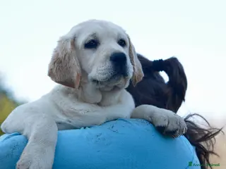 Labrador cani Femmina giovane di Labrador - Annuncio 41