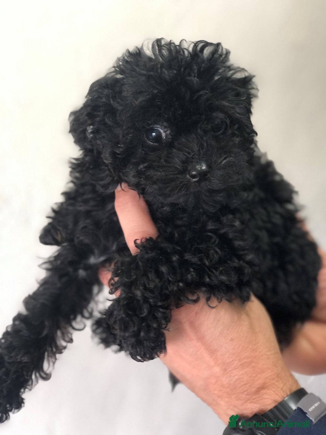 Barboncino cani in vendita: Disponibili barboncini colore nero - Annuncio 7