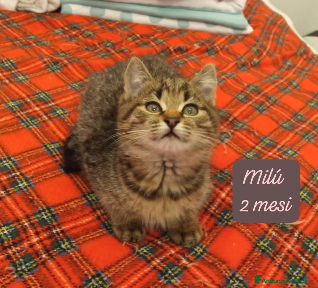 Altre razze gatti in regalo: Gattini destinati alla colonia  - Annuncio 1