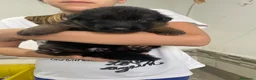 Pastore Tedesco cani in vendita: Cucciolata di pastore tedesco di alta qualità  - Annuncio 5