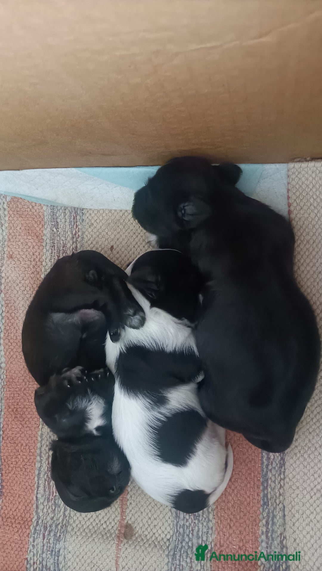 Bichon cani in vendita: CUCCIOLI BICHON HAVANAIS - Annuncio 2