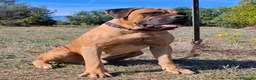 Cane Corso cani per accoppiamento: Cane corso disponibile per monta a Provincia di Chieti - Annuncio 2