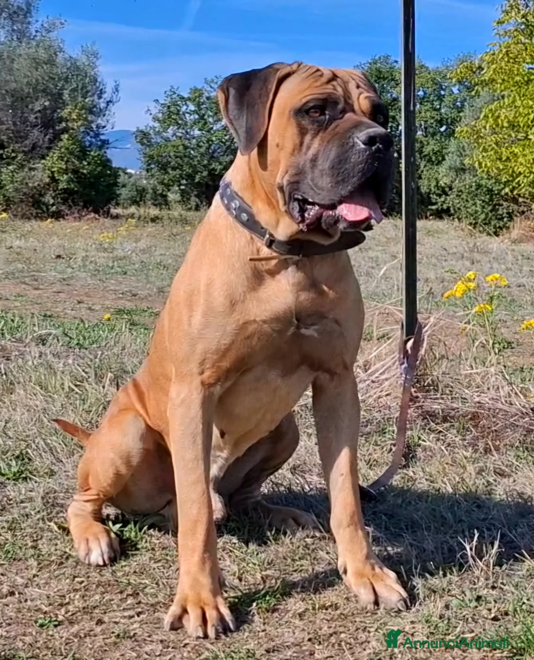 Cane Corso cani per accoppiamento: Cane corso disponibile per monta a Provincia di Chieti - Annuncio 2