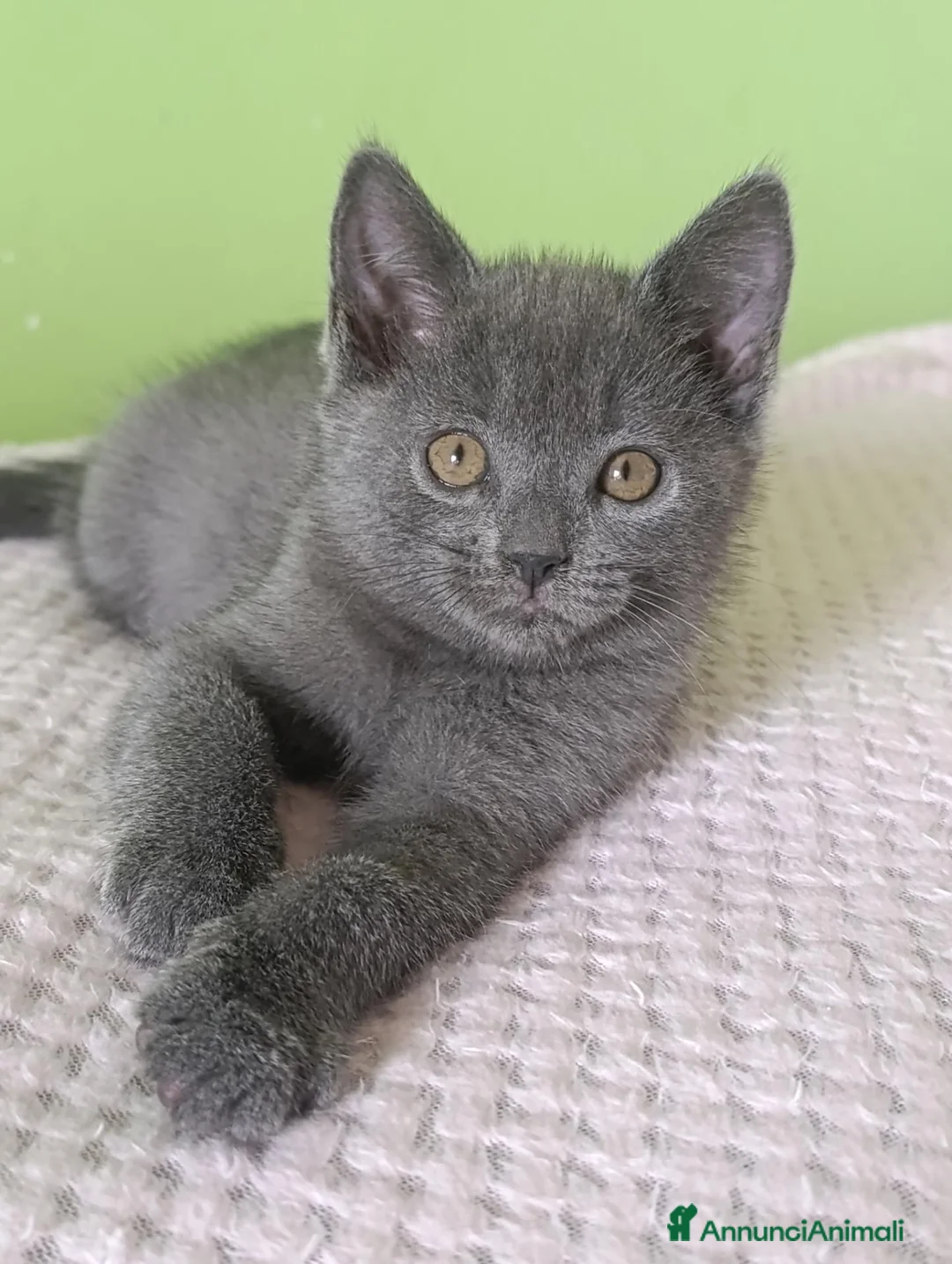 Certosino gatti in vendita: Certosini Pedigree Anfi - Annuncio 1