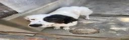 Meticcio cani in regalo: Sissi cagnolona stupenda - Annuncio 7