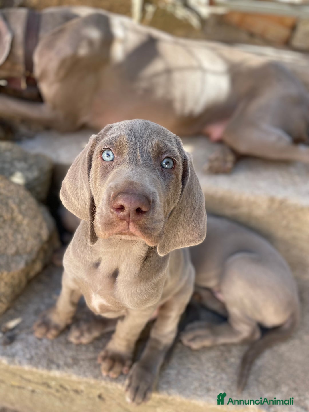 Weimaraner cani in vendita: Cuccioli di Weimarainer - Annuncio 6