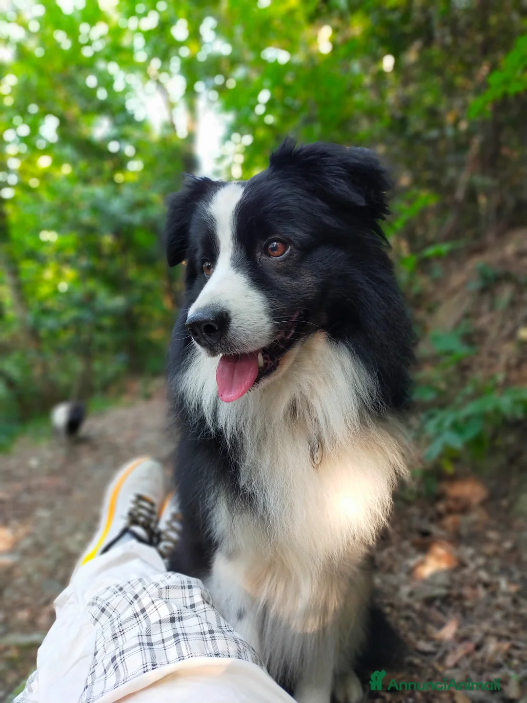 Border Collie cani per accoppiamento: Border Collie disponibile per accoppiamento - Annuncio 2