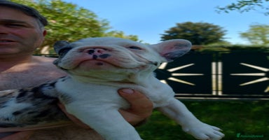 Bulldog Francese cani a Provincia di Treviso - Annuncio 4