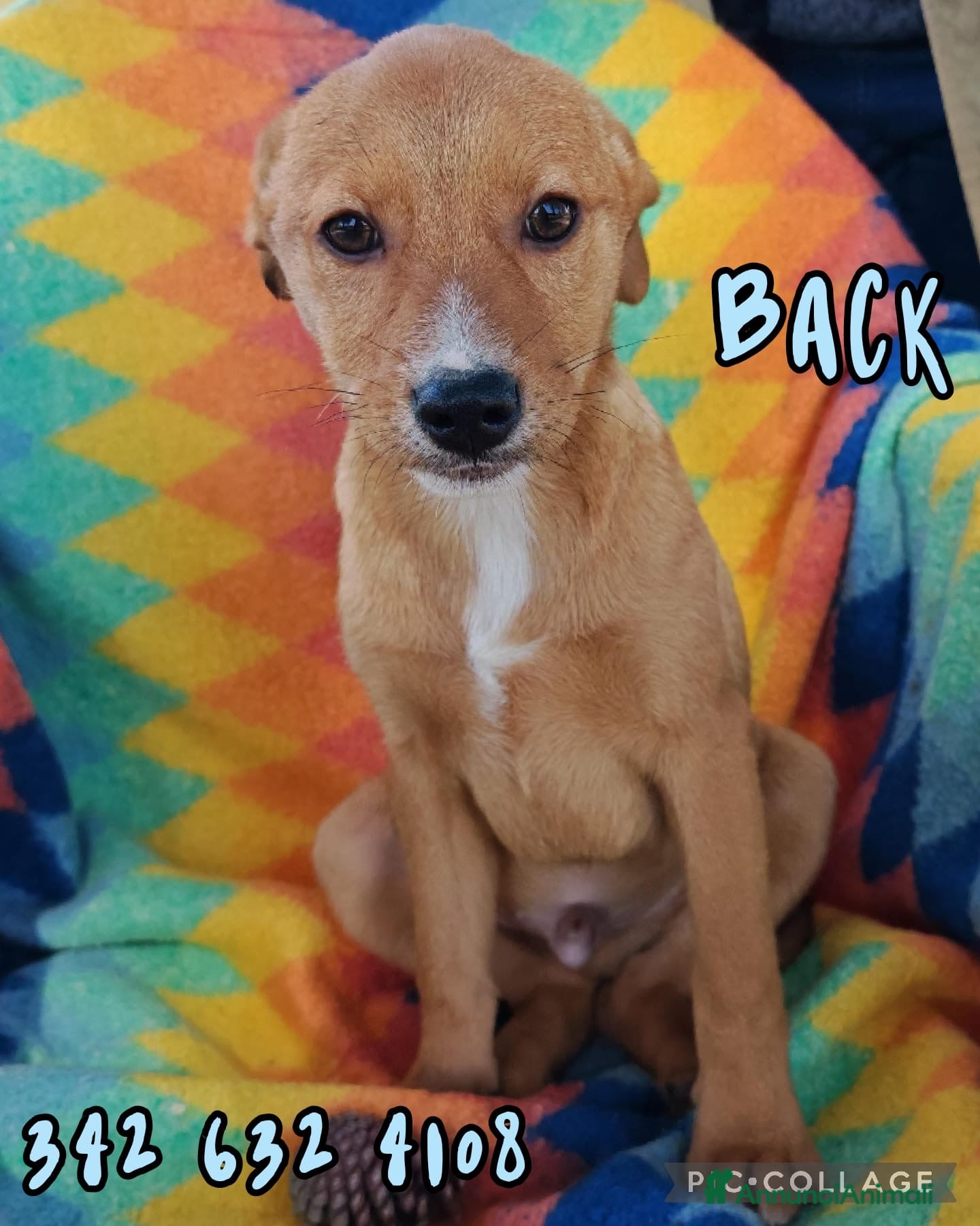 Meticcio cani BACK 💙 - cucciolo. Sta aspettando dentro un box😢 a Provincia di Verona - Annuncio 1