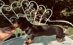 Bassotto cani in vendita: vendesi femina bassotto con pedigree  a Provincia di Asti - Immagine 4