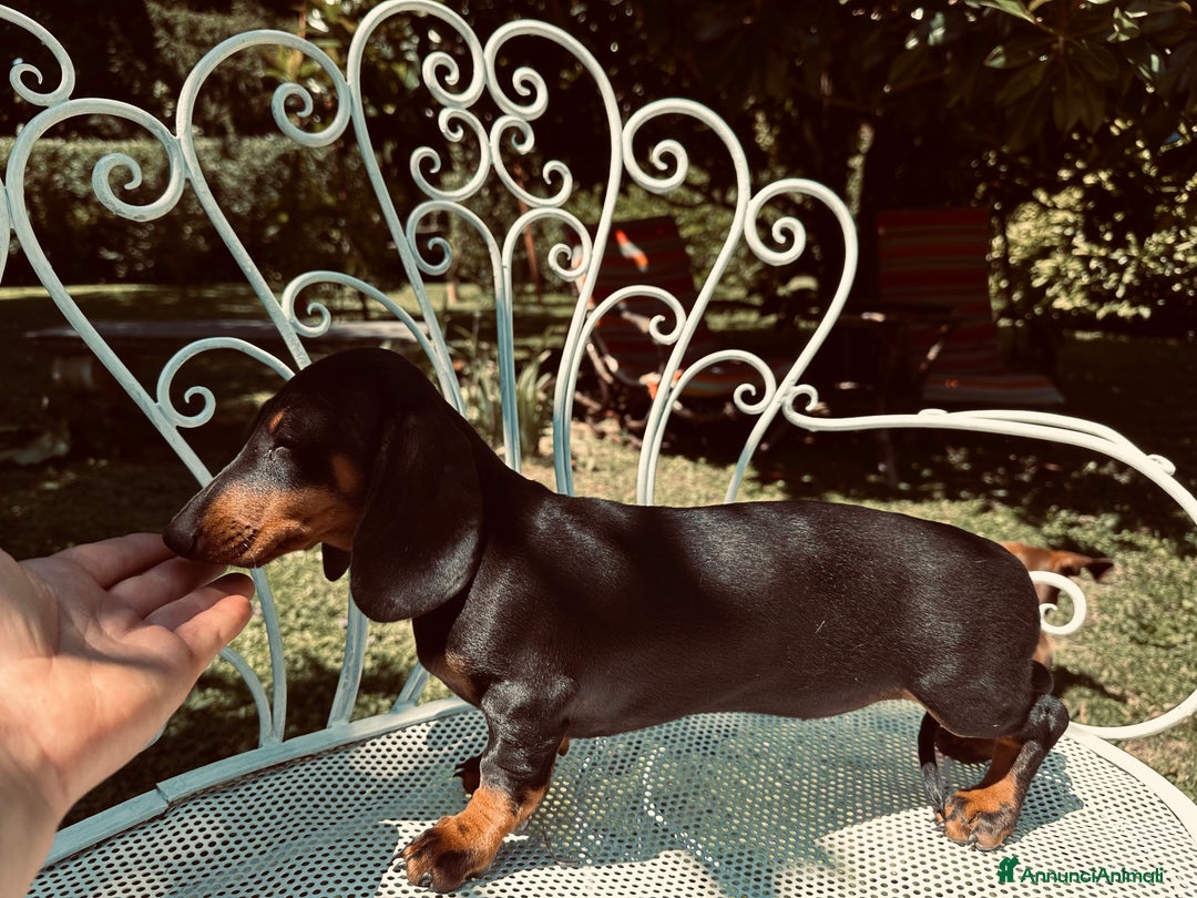 Bassotto cani in vendita: vendesi femina bassotto con pedigree  a Provincia di Asti - Immagine 4