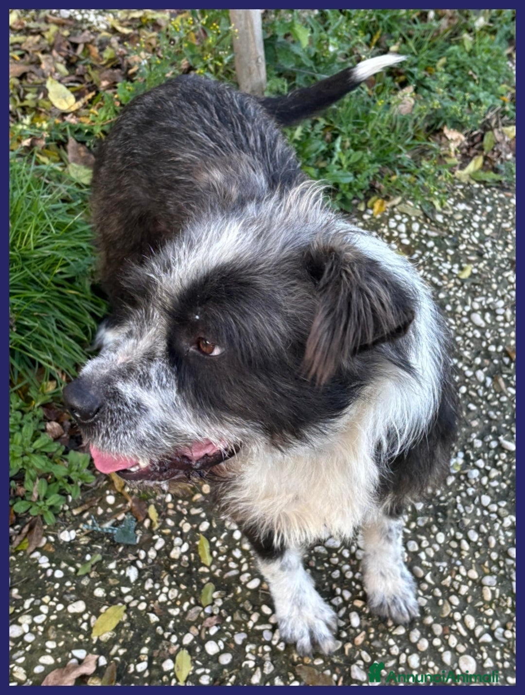 Meticcio cani in regalo: ROCCO bellissimo e pieno di vita urgente - Annuncio 5