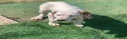 Meticcio cani in regalo: Pluto bellissimo cucciolo a Lecco - Annuncio 3
