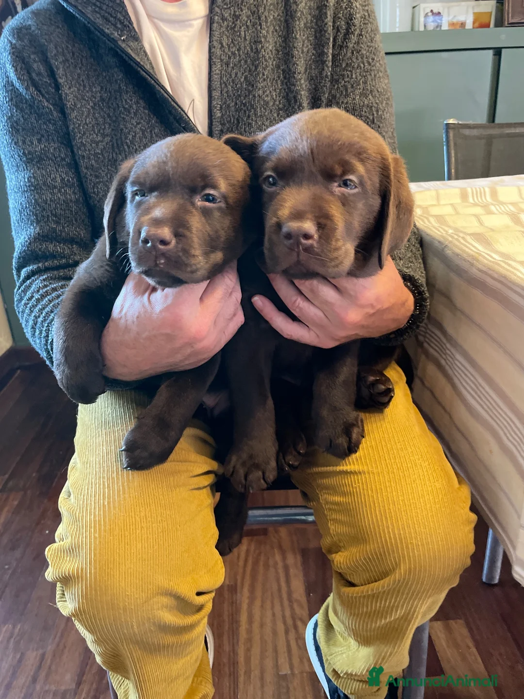 Labrador cani in vendita: Magnifici Labrador cioccolato  a Città Metropolitana di Torino - Annuncio 2