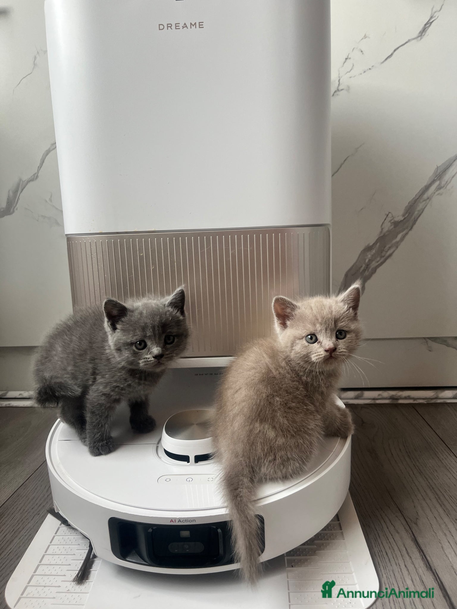Scottish gatti Gattini schottish  - Annuncio 8