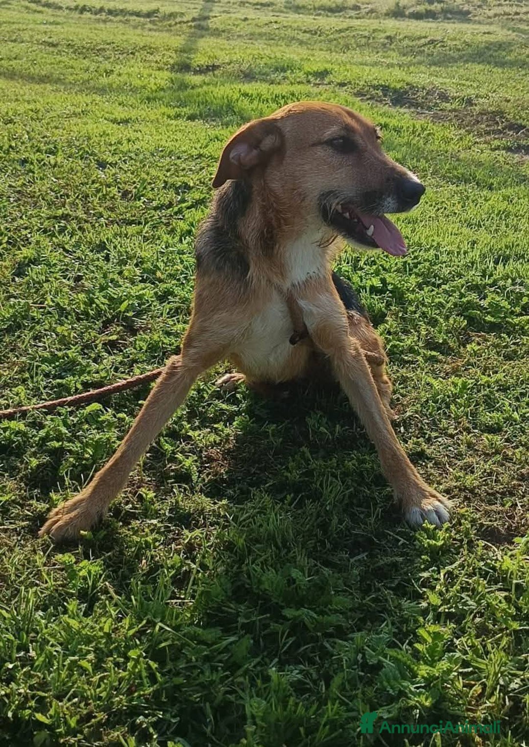 Meticcio cani in regalo: SUSY - UN PICCOLO TESORO IN ATTESA DI AMORE - Annuncio 3