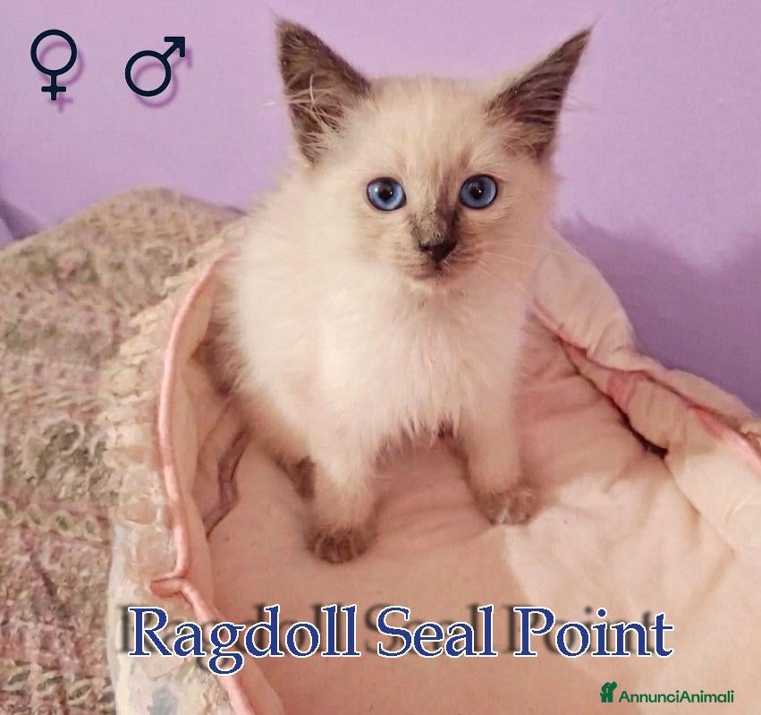 Ragdoll gatti Bambola  - Annuncio 9