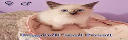 Ragdoll gatti in vendita: Bambola  - Annuncio 1