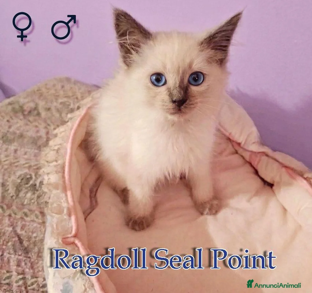 Ragdoll gatti in vendita: Bambola  - Annuncio 1