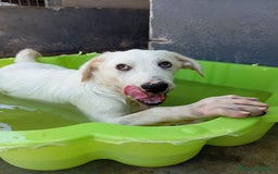 Meticcio cani in regalo: Max, simil spinone a Città Metropolitana di Bologna - Immagine 3